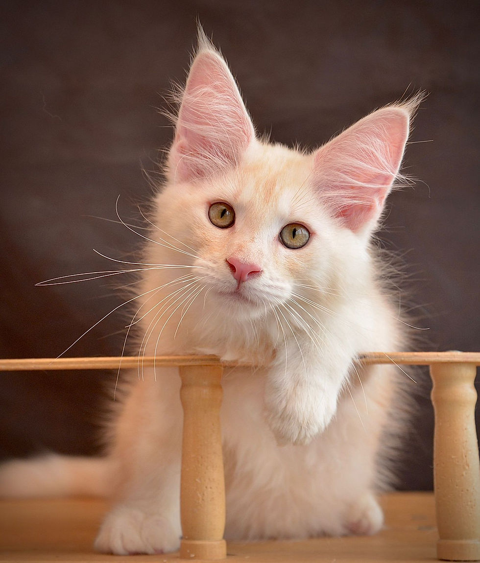 Thumbnail: 524 Coca-Cola (R) Maine Coon female kitten