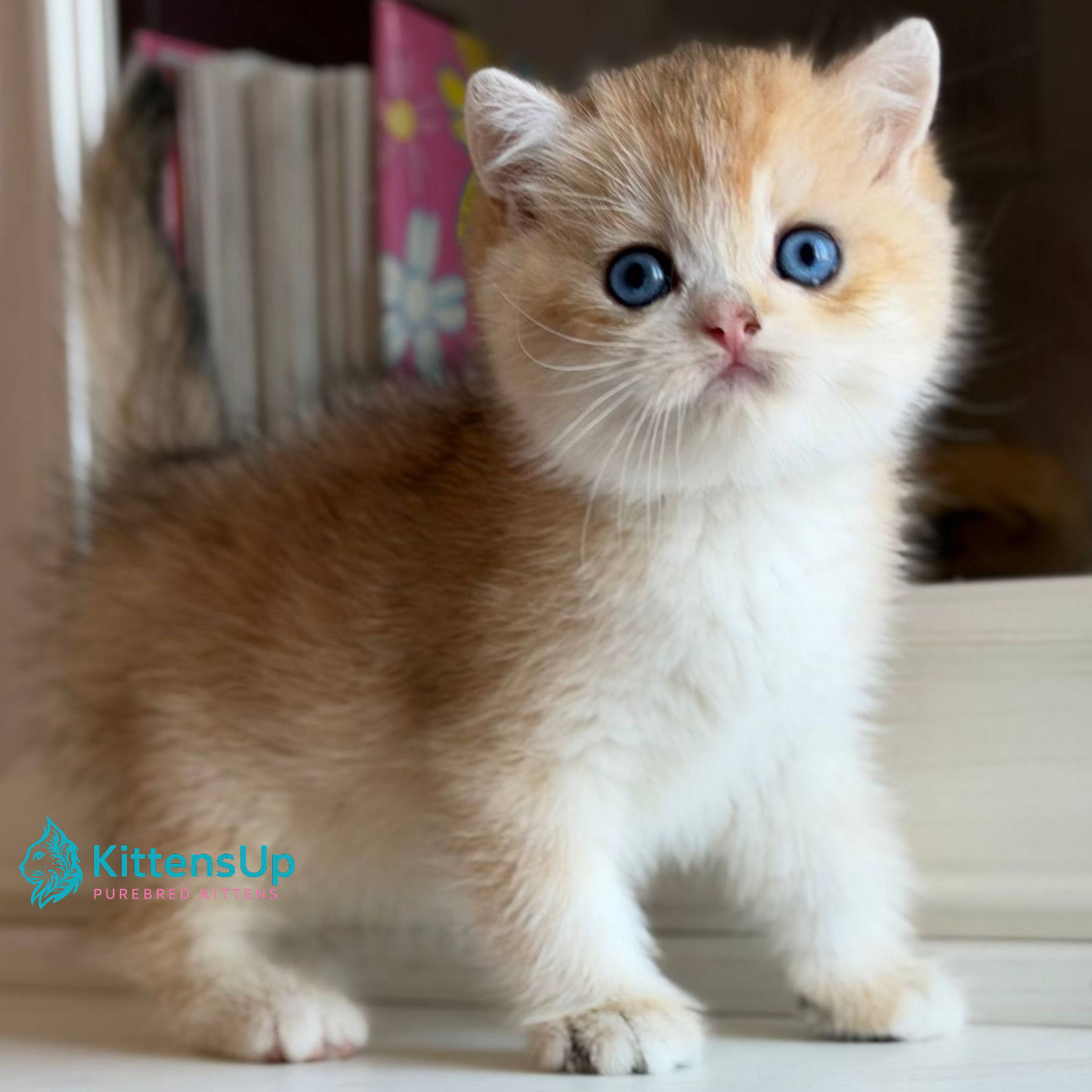 British shorthair