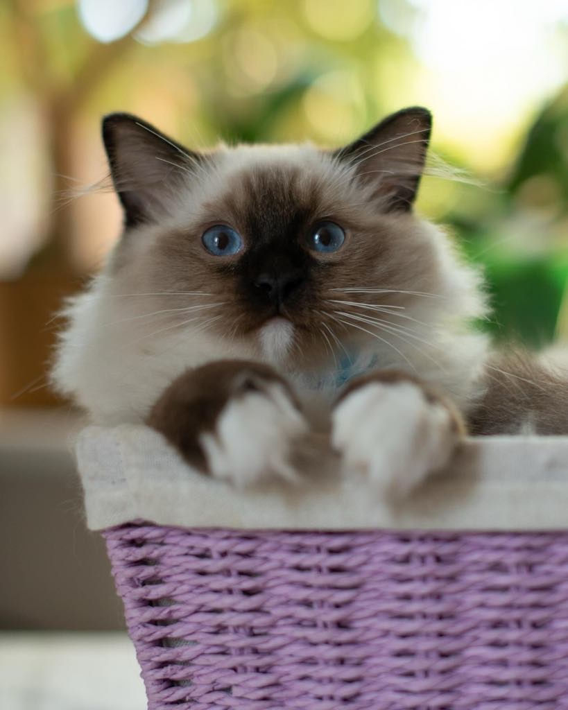 Thumbnail: 327 Daniel (U) Ragdoll male kitten