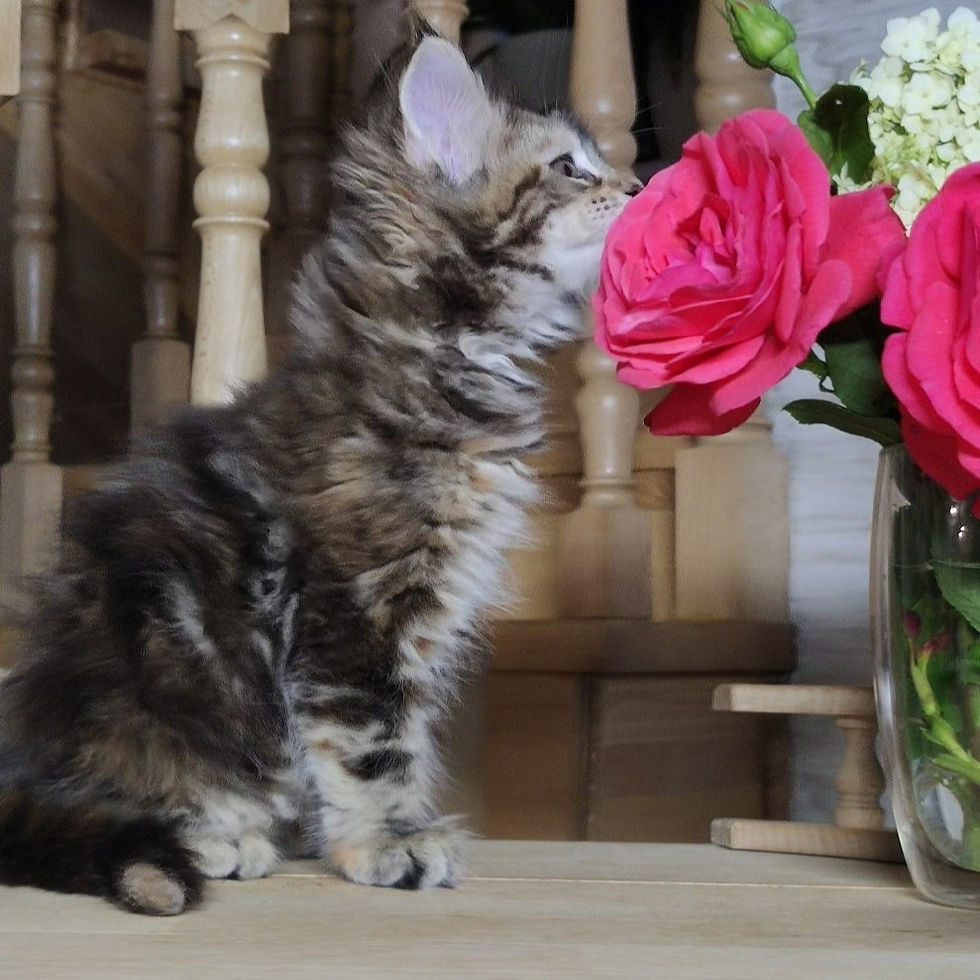 Thumbnail: 520 Oliana/Olivia (U) Maine Coon female kitten