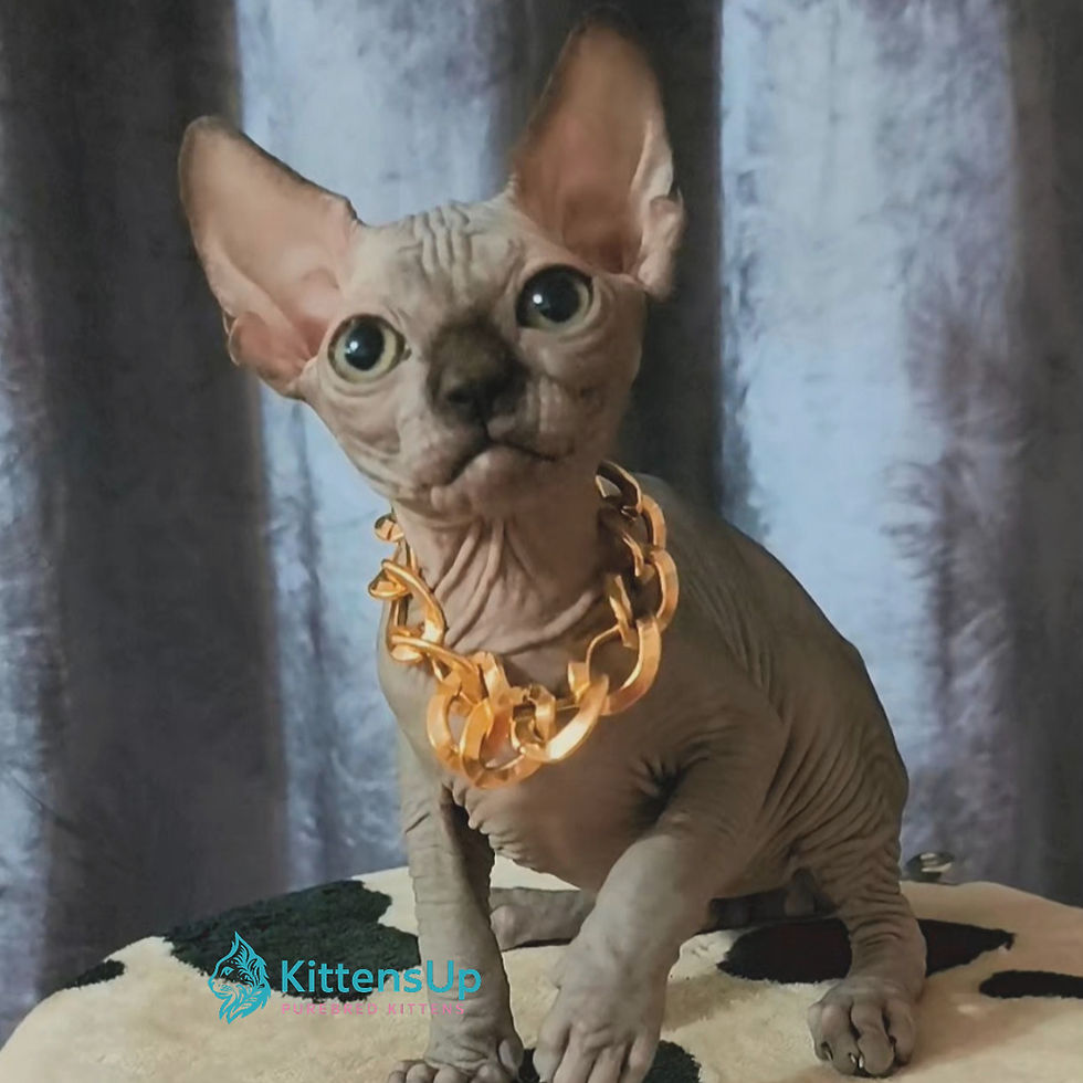 Sphynx