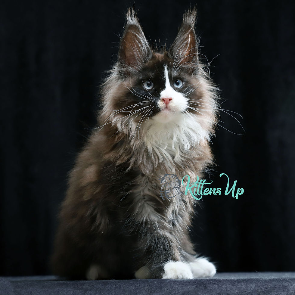Maine Coon