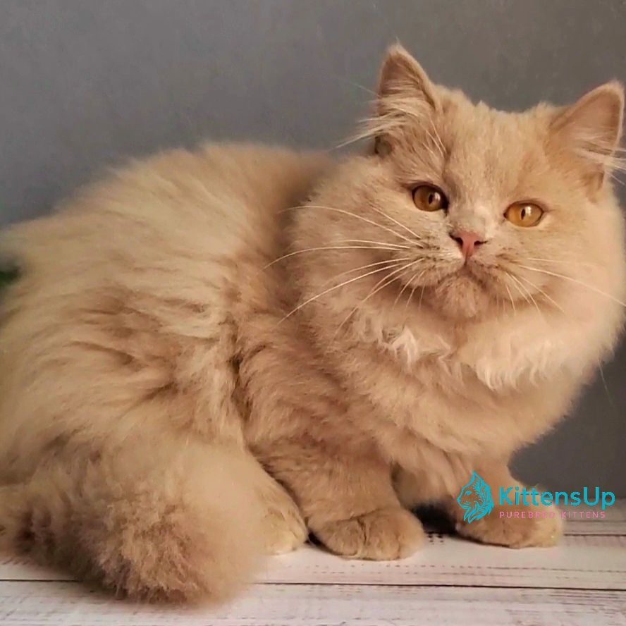 British longhair