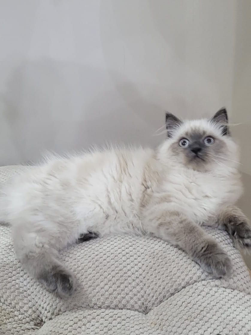 Thumbnail: 427 Garu (PL) Siberian male kitten