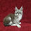 Thumbnail: 1017 Nicole (U) Maine Coon male kitten