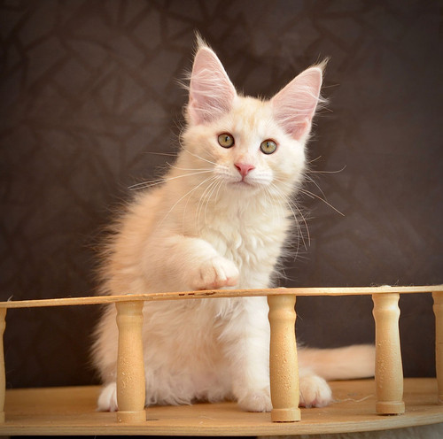 Peluche Gatto Douglas Oscar DLux Maine Coon 19" Peluche Coccola - Foto 4