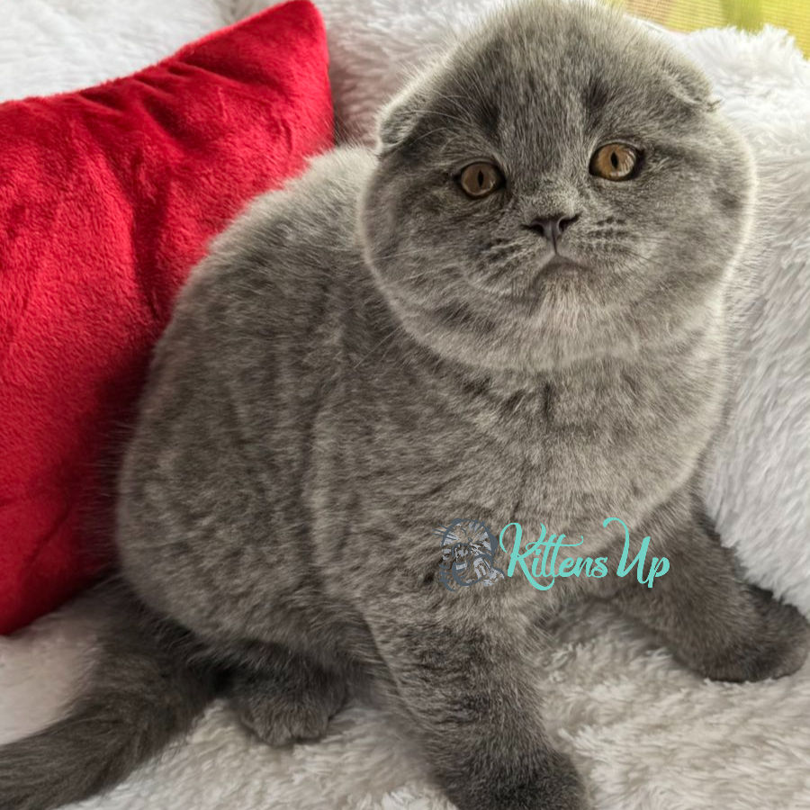 Scottish fold