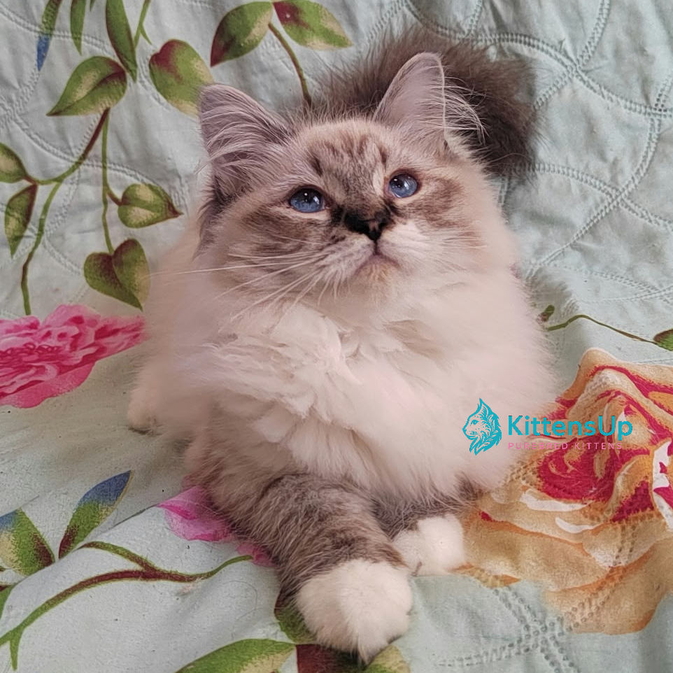 Siberian