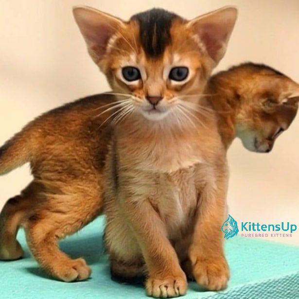Abyssinian