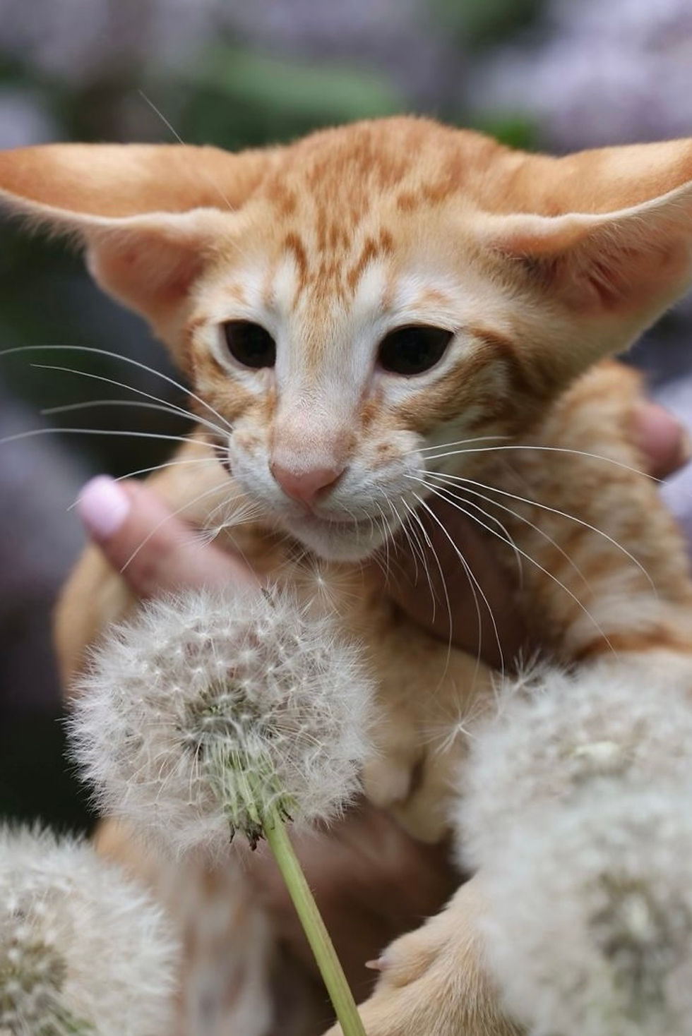 Thumbnail: 364 Marzipan (R) Oriental male kitten