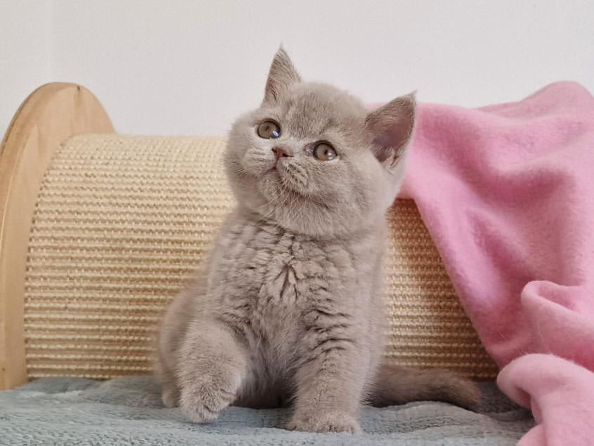 Thumbnail: 850 Giulia  (PL) British shorthair female kitten