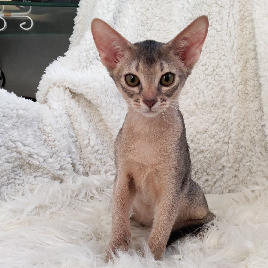 Forps purebred Abyssinian male kitten | Mysite1