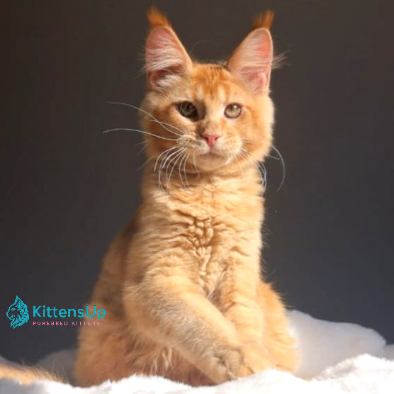 Maine Coon