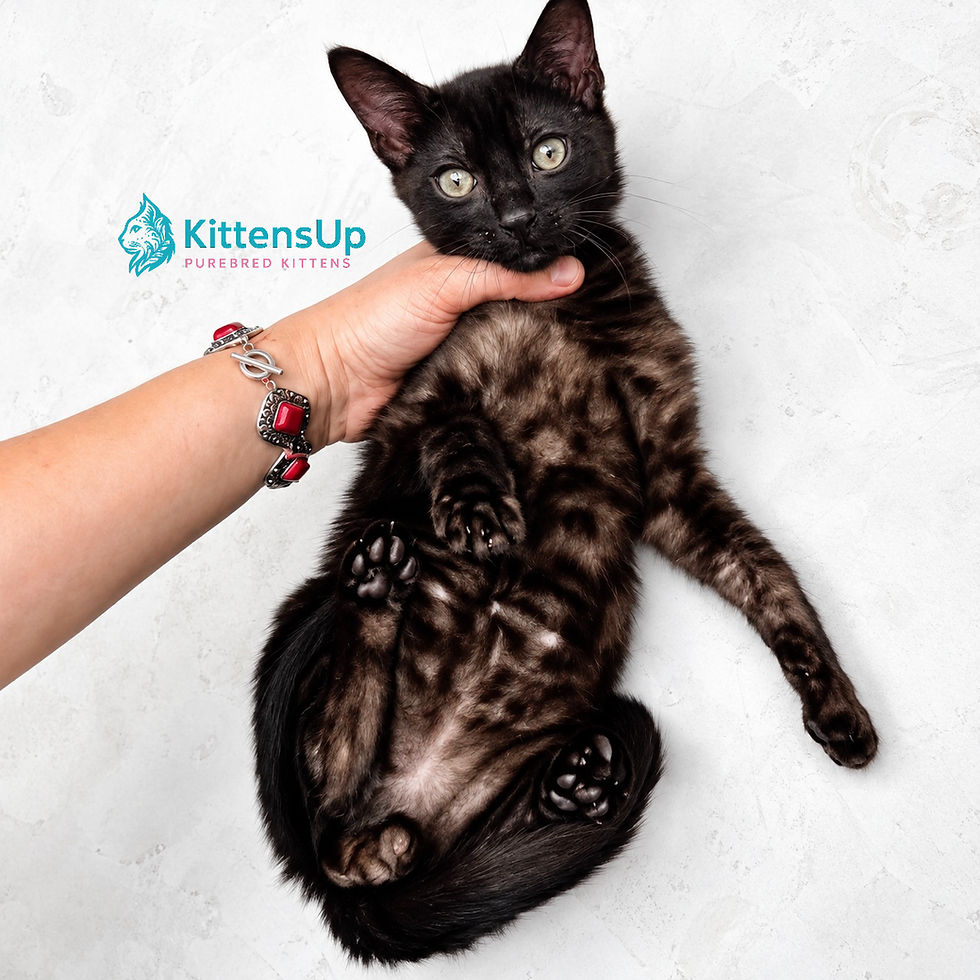 Bengal melanistic