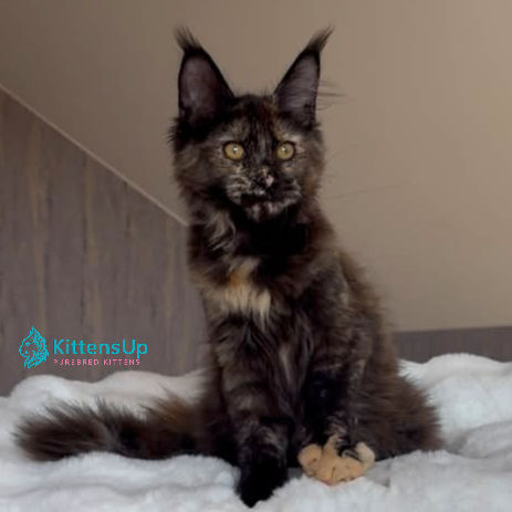Maine Coon