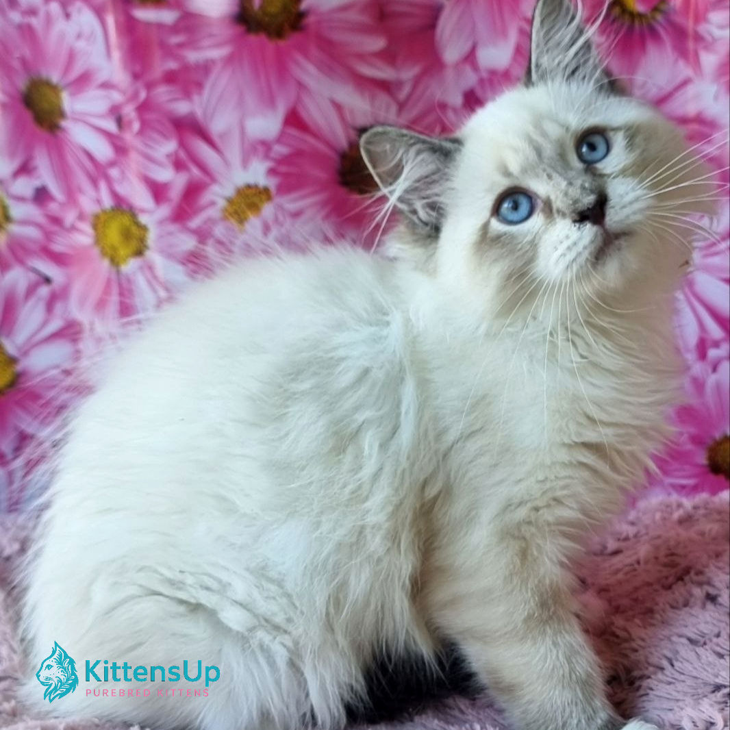 Siberian