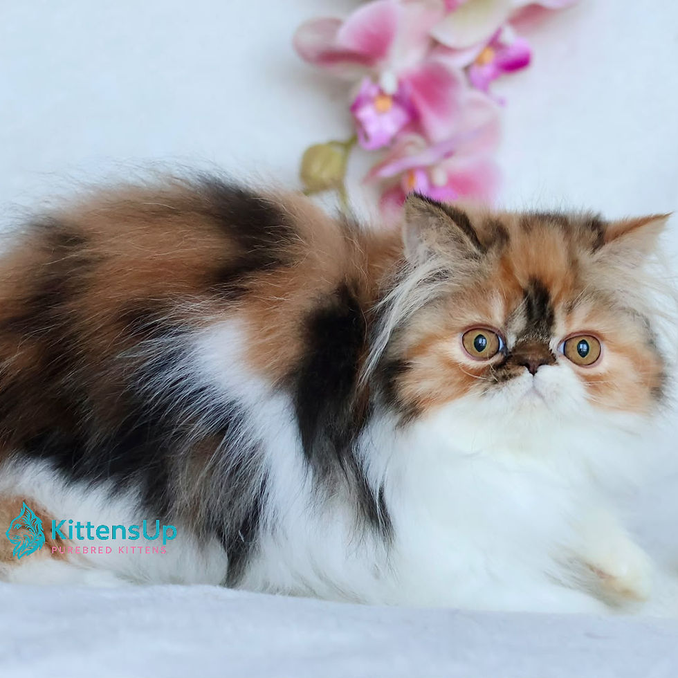 Persian longhair