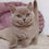 Thumbnail: 104 Zak (PL) British shorthair male kitten