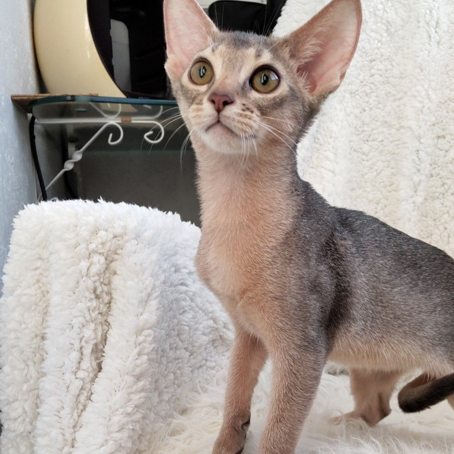 Forps purebred Abyssinian male kitten | Mysite1