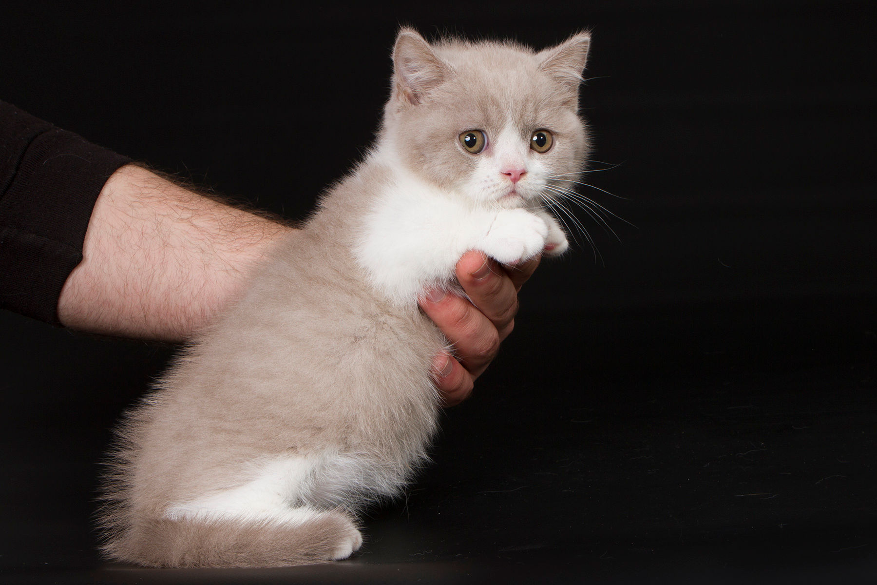 075 Xsann Munchkin shorthair male kitten