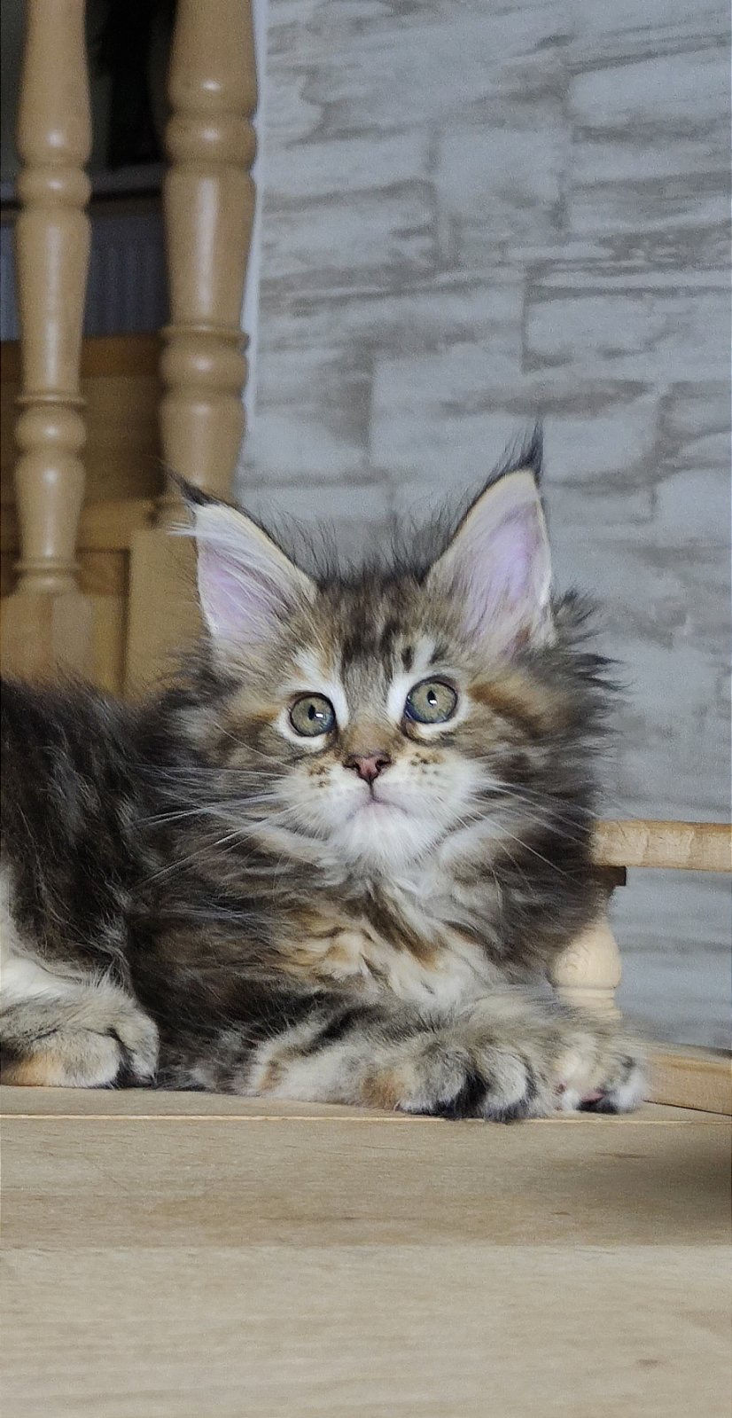 Thumbnail: 520 Oliana/Olivia (U) Maine Coon female kitten