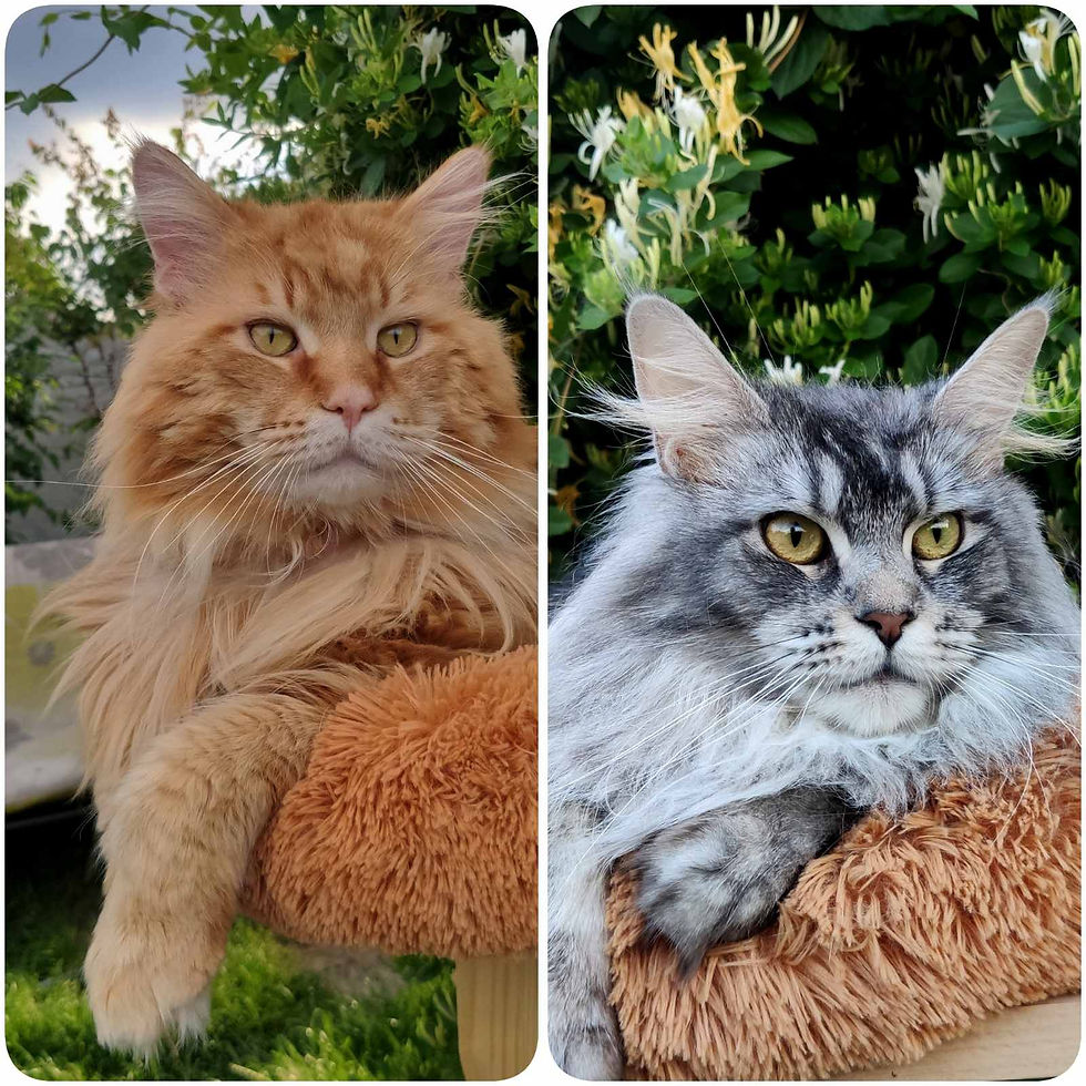 Thumbnail: 520 Oliana/Olivia (U) Maine Coon female kitten