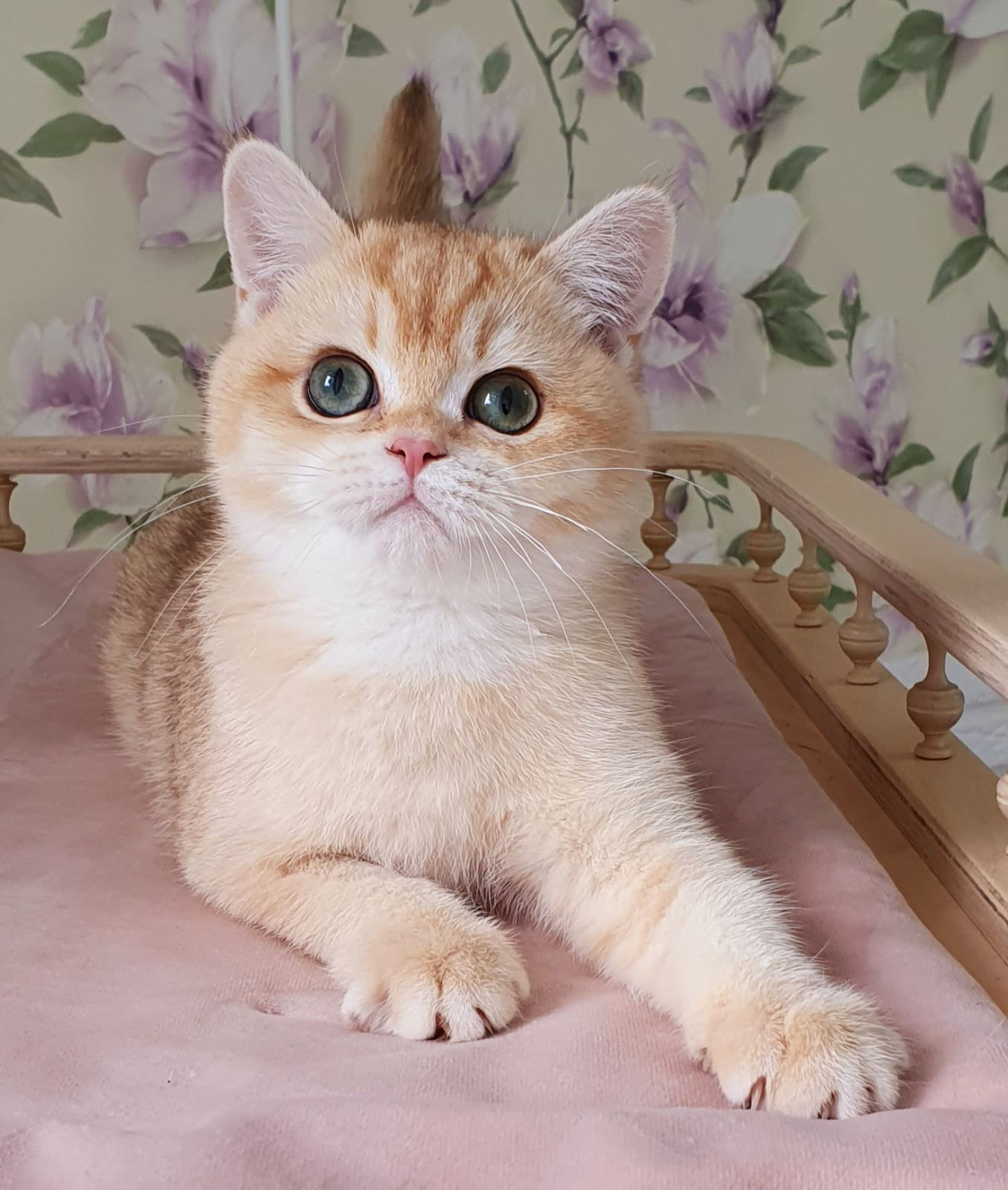 289 Plyusha (U) British shorthair female kitten