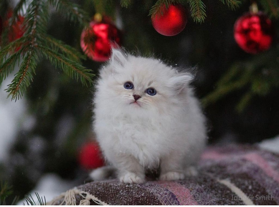 Thumbnail: 024 Goofy (R) Siberian male kitten