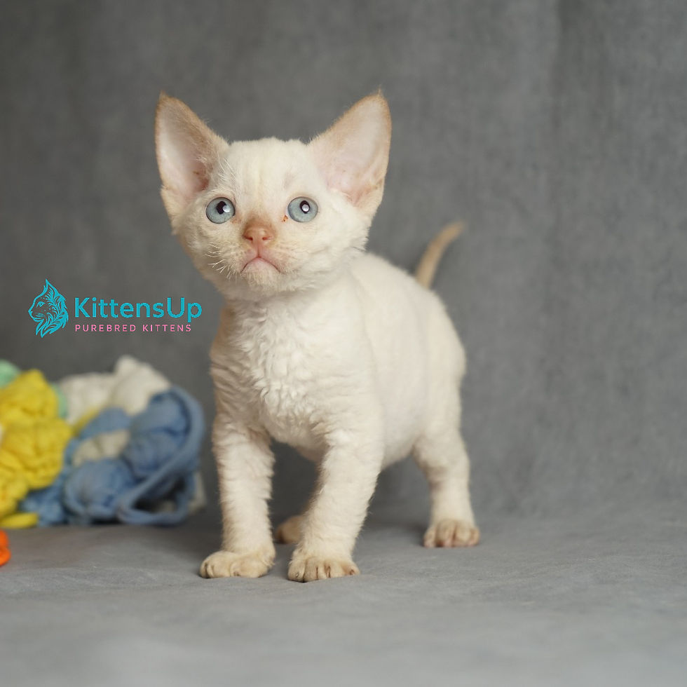 Devon rex chocolate mink