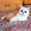 Thumbnail: 956 Diamond (ML) British shorthair Male kitten