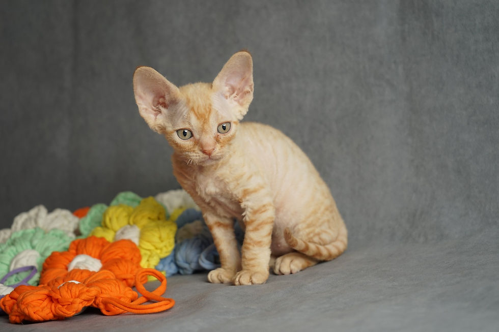 Thumbnail: Devon Rex