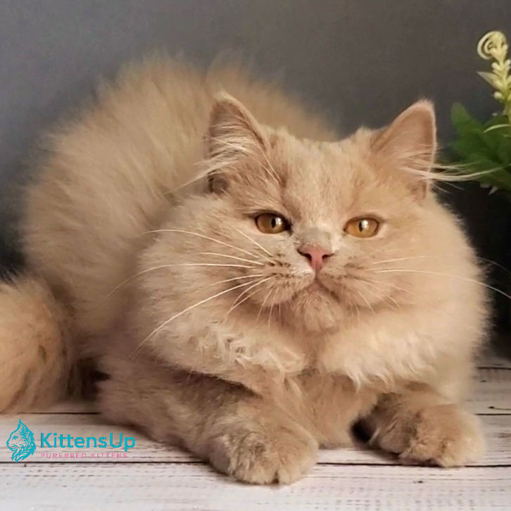 British longhair