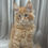 Thumbnail: 1346 Alex (U) Maine Coon male kitten