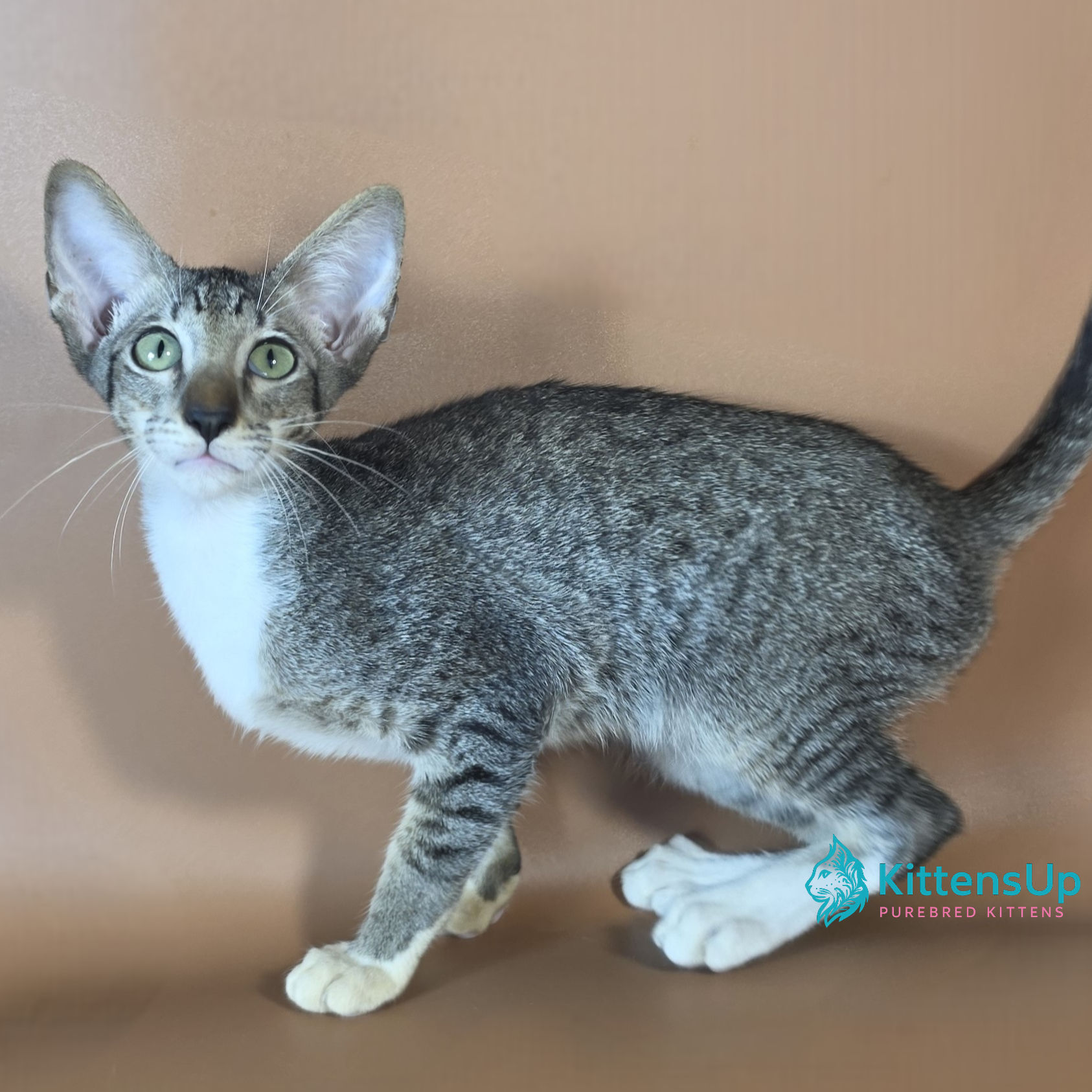 355 Yoshi (U) Oriental male kitten