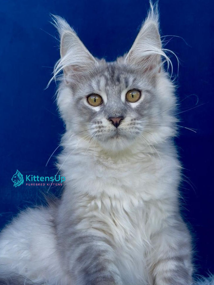 Maine Coon silver color
