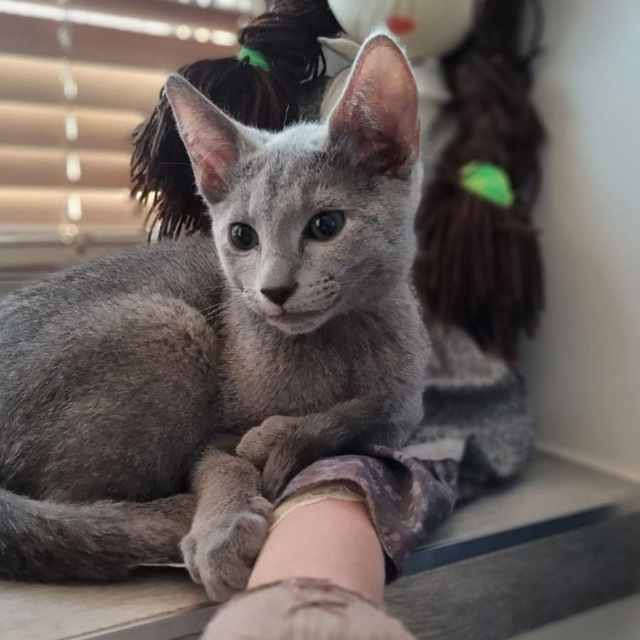Thumbnail: 071 Radar (PL) purebred Russian blue male kitten