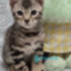 Thumbnail: 199 Hanter (U) purebred Bengal male kitten