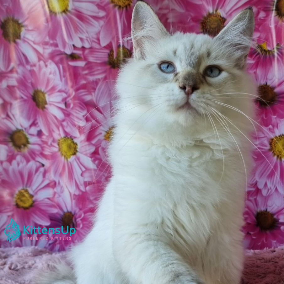Siberian