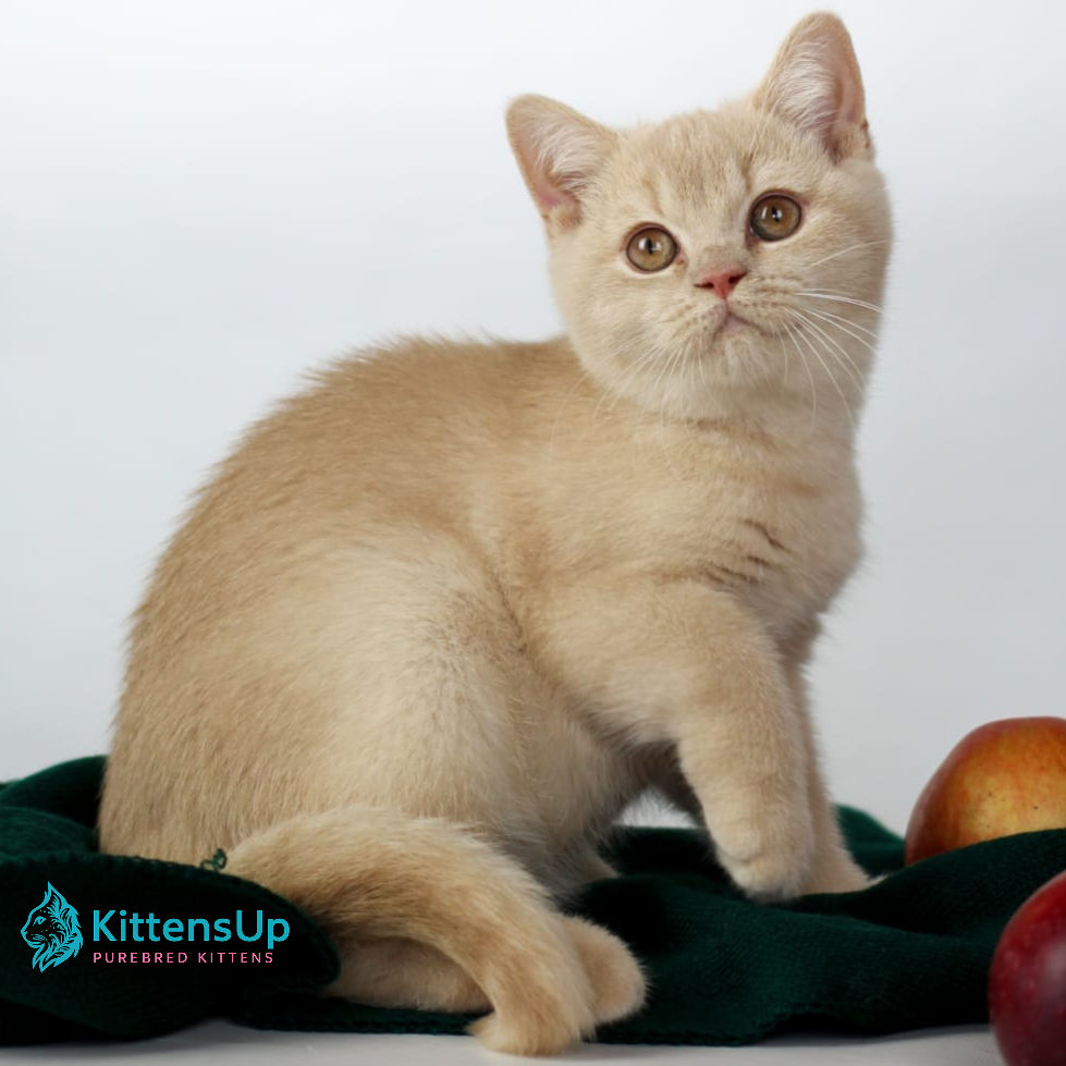 British shorthair