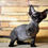 Thumbnail: 650 Ostin (R) Devon Rex male kitten