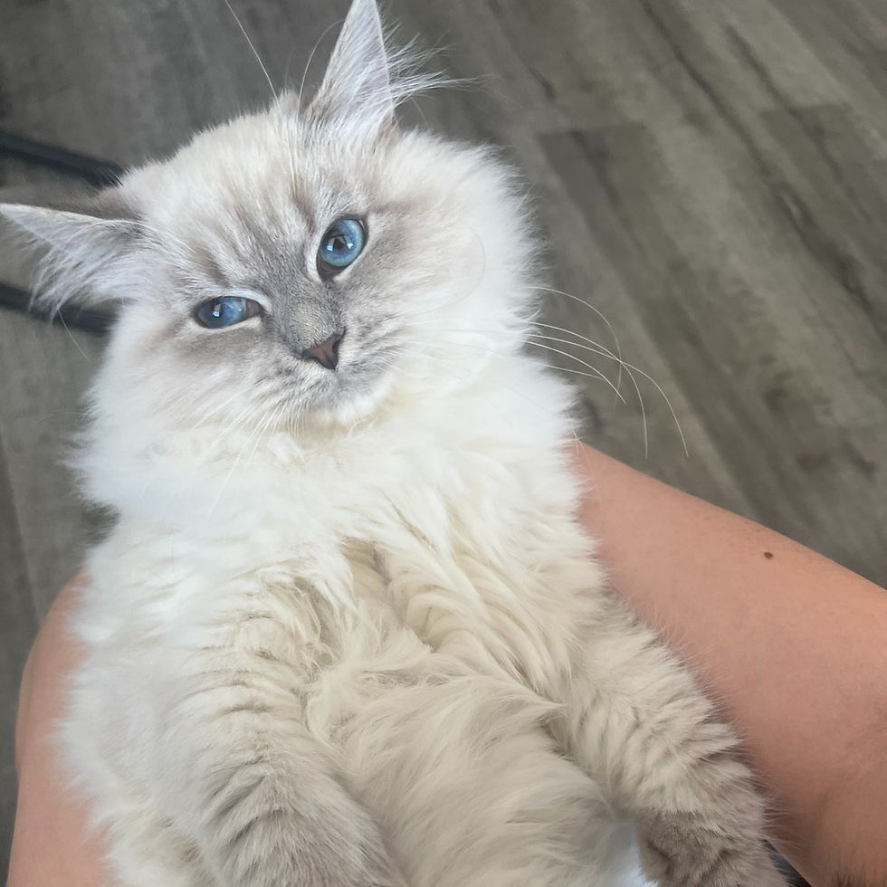 Thumbnail: 262 Zena (R)  Siberian  female kitten