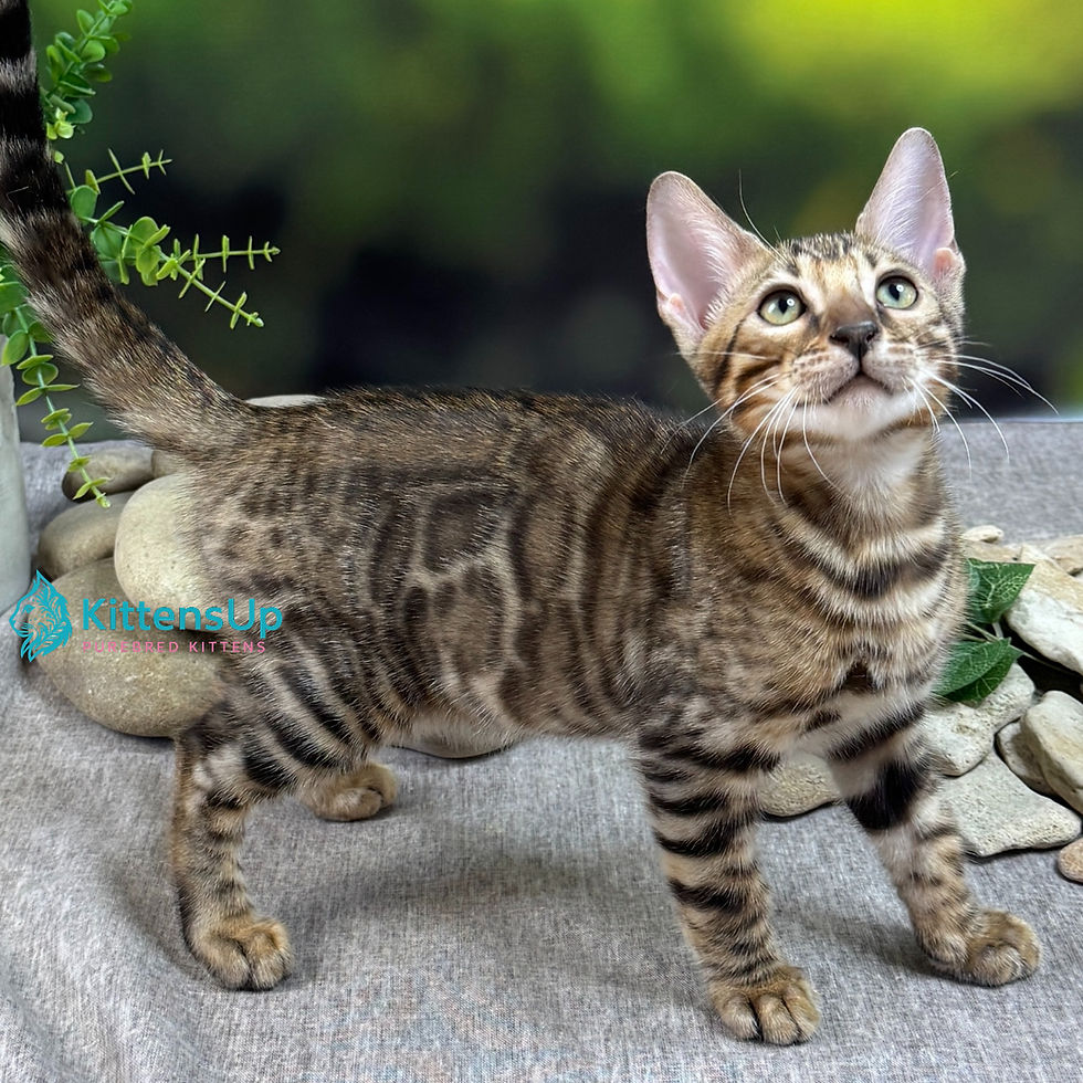 Bengal