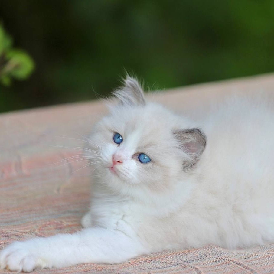Thumbnail: 328 Angel (U)   Ragdoll male kitten