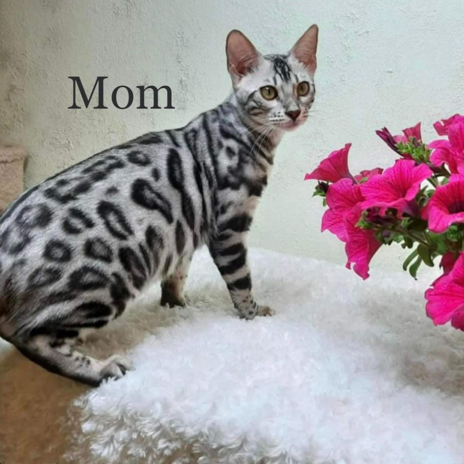 Thumbnail: 154 Henry (U) purebred Bengal male kitten