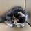 Thumbnail: 428 Minnie (USA) Persian longhair female kitten