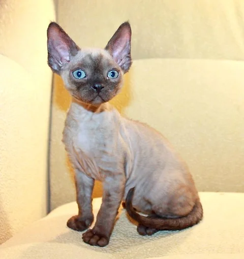 Onyx Chocolate Point Color Male Kitten Devon Rex Mysite1