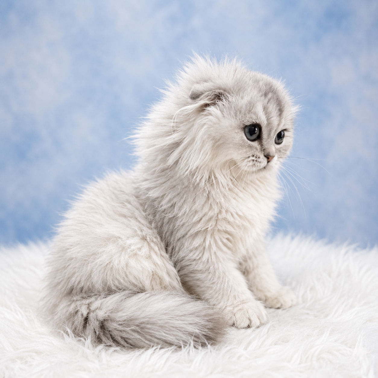 569 Tiffy (FL, USA) Scottish Fold longhair female kitten