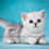 Thumbnail: 874 Little One (R) Munchkin shorthair female kitten