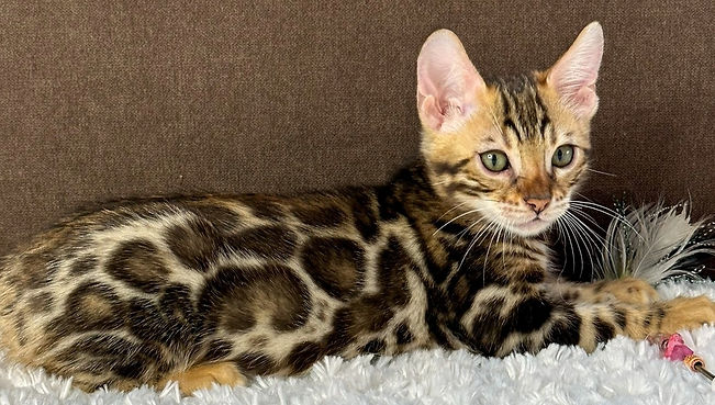 Bengals, bengal cats