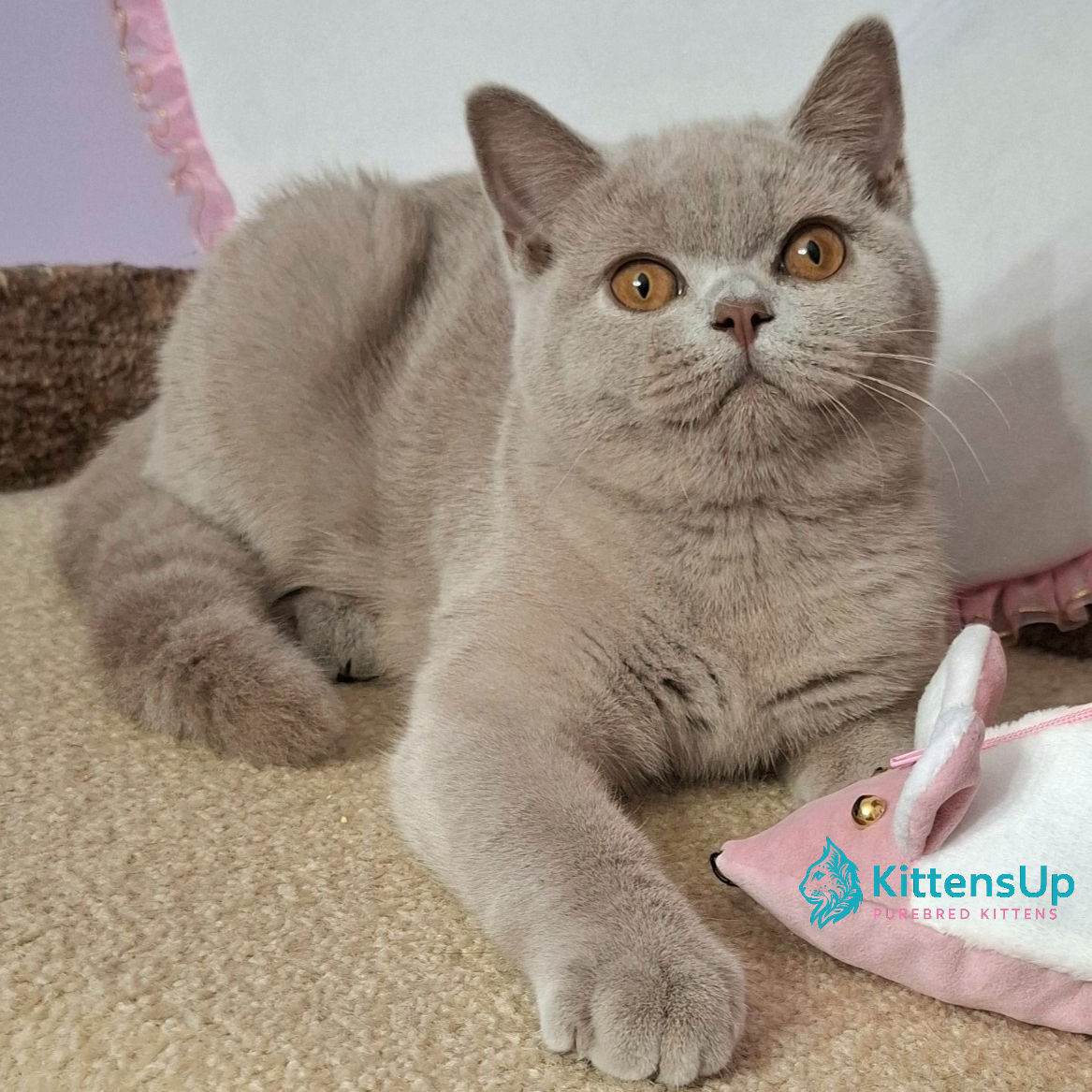 British shorthair